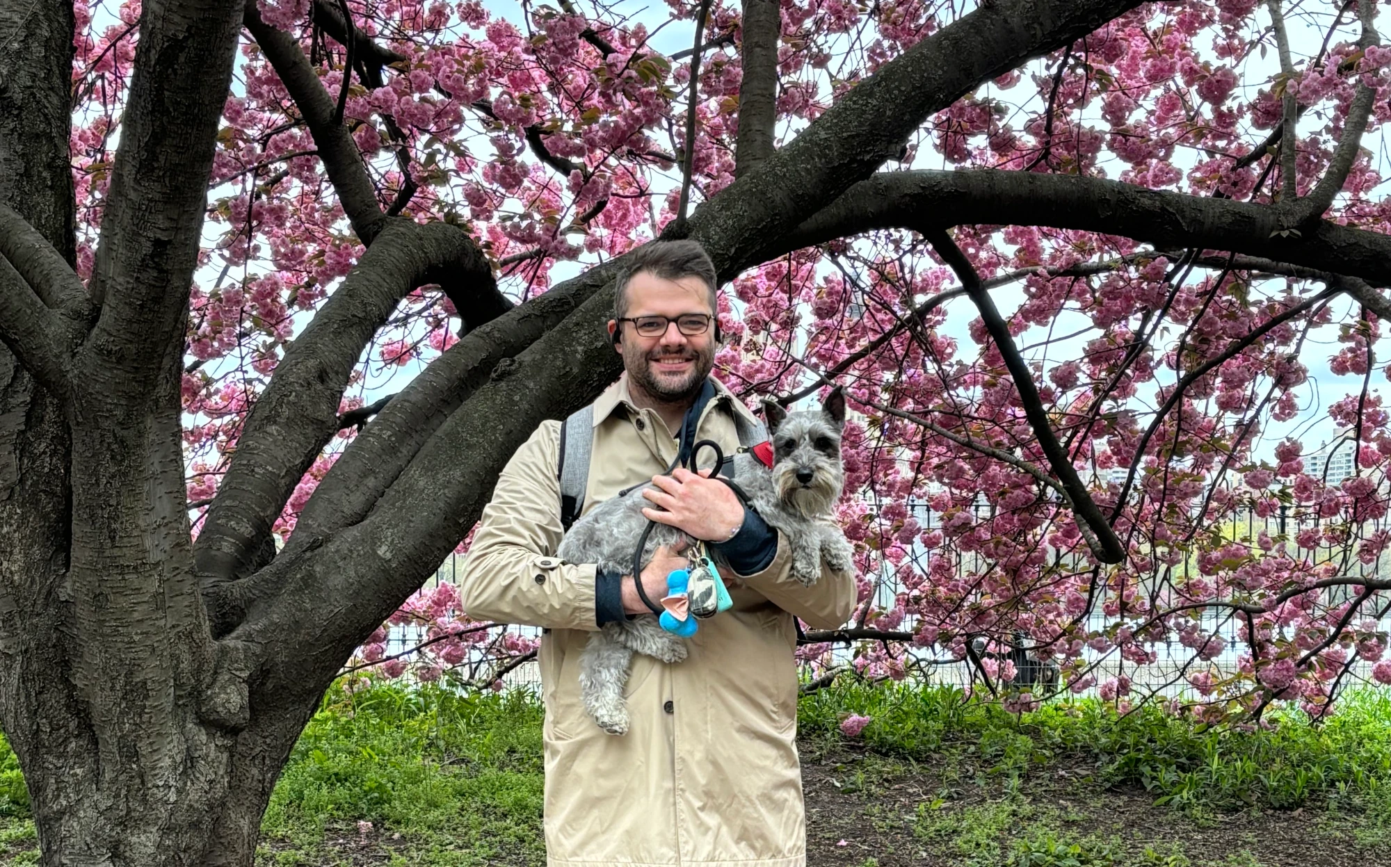 Cherry Blossoms